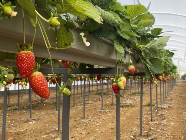 Foto - Toprak olmadan üretiliyor! Rusya, Malezya ve Singapur ısrarla Türkiye'den istemeye başladı