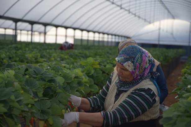 Foto - Toprak olmadan üretiliyor! Rusya, Malezya ve Singapur ısrarla Türkiye'den istemeye başladı