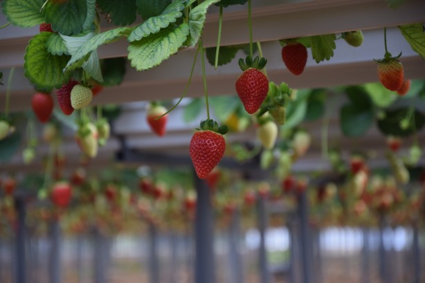 Foto - Toprak olmadan üretiliyor! Rusya, Malezya ve Singapur ısrarla Türkiye'den istemeye başladı