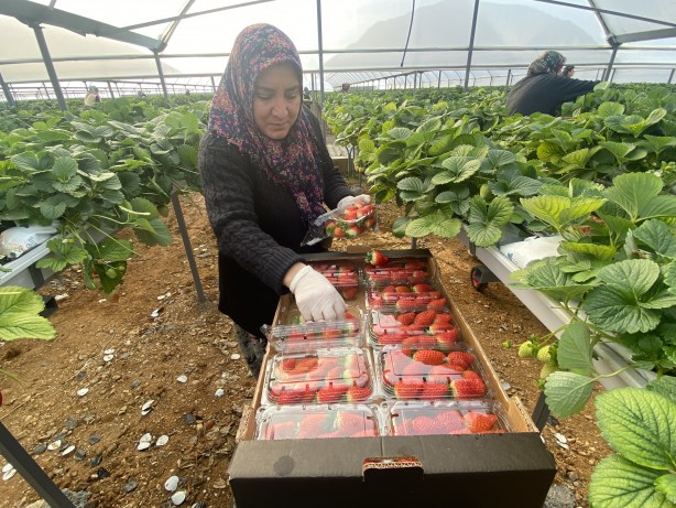 Foto - Toprak olmadan üretiliyor! Rusya, Malezya ve Singapur ısrarla Türkiye'den istemeye başladı