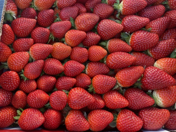 Foto - Toprak olmadan üretiliyor! Rusya, Malezya ve Singapur ısrarla Türkiye'den istemeye başladı