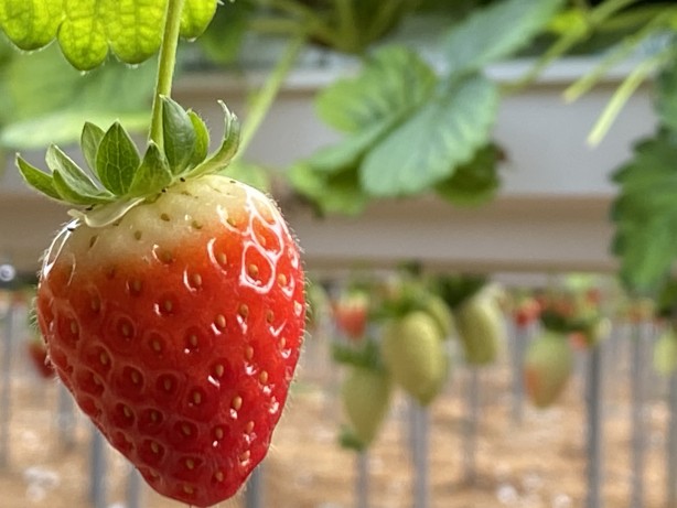 Foto - Toprak olmadan üretiliyor! Rusya, Malezya ve Singapur ısrarla Türkiye'den istemeye başladı