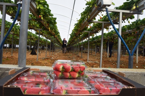 Foto - Toprak olmadan üretiliyor! Rusya, Malezya ve Singapur ısrarla Türkiye'den istemeye başladı