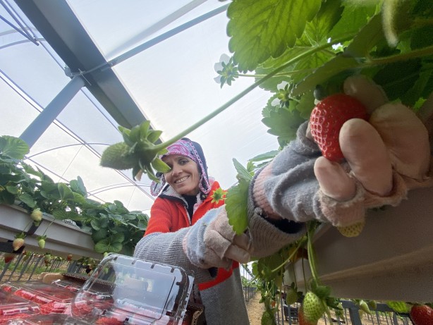 Foto - Toprak olmadan üretiliyor! Rusya, Malezya ve Singapur ısrarla Türkiye'den istemeye başladı