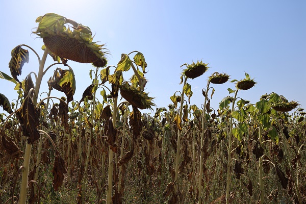 Foto - Toprak sıcaktan bu hale geldi! 