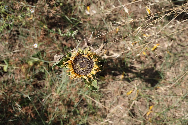 Foto - Toprak sıcaktan bu hale geldi! 