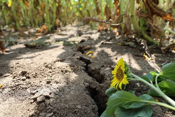 Foto - Toprak sıcaktan bu hale geldi! 