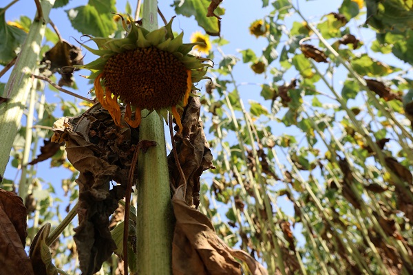 Foto - Toprak sıcaktan bu hale geldi! 