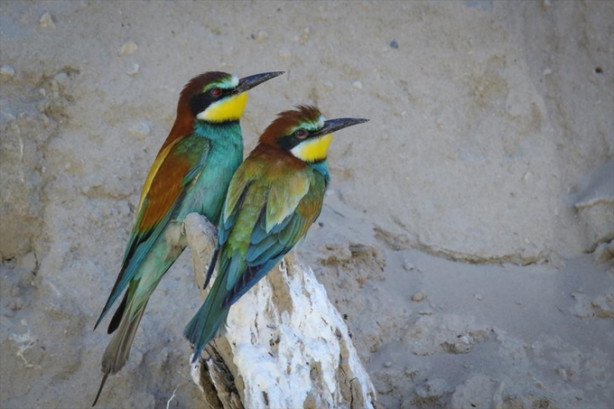 Foto - Toprak yığınları kuşlara yuva oldu