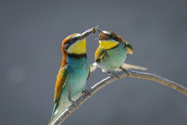 Foto - Toprak yığınları kuşlara yuva oldu