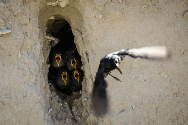 Foto - Toprak yığınları kuşlara yuva oldu