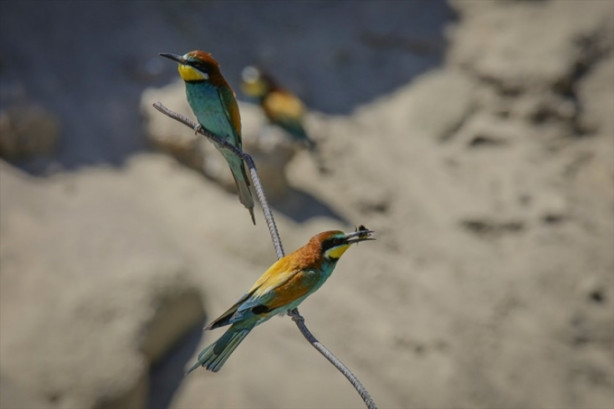 Foto - Toprak yığınları kuşlara yuva oldu