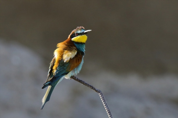 Foto - Toprak yığınları kuşlara yuva oldu