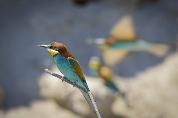Foto - Toprak yığınları kuşlara yuva oldu
