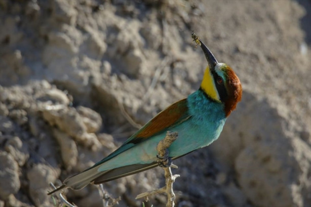 Foto - Toprak yığınları kuşlara yuva oldu