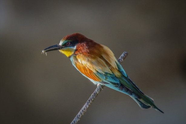 Foto - Toprak yığınları kuşlara yuva oldu