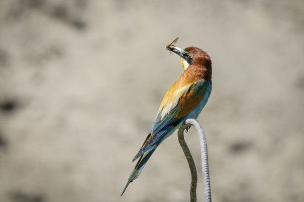 Foto - Toprak yığınları kuşlara yuva oldu