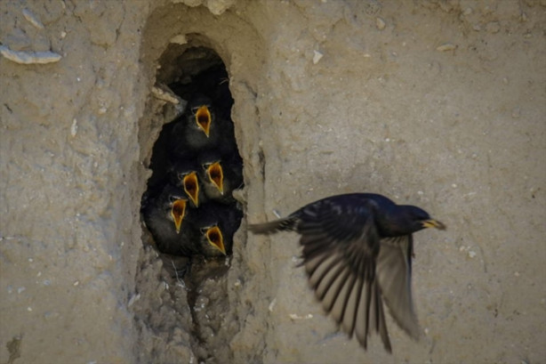 Foto - Toprak yığınları kuşlara yuva oldu