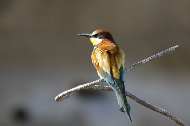Foto - Toprak yığınları kuşlara yuva oldu