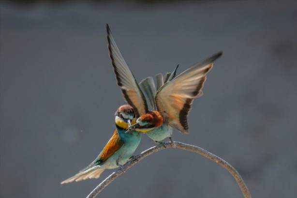 Foto - Toprak yığınları kuşlara yuva oldu