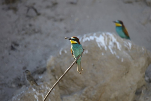 Foto - Toprak yığınları kuşlara yuva oldu