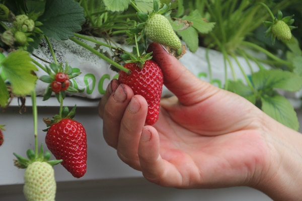 Foto - Topraksız tarım sistemiyle üretime başladılar! Yıllık kazanç hedefi 5 milyon TL 