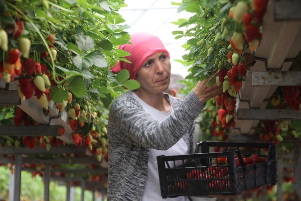 Foto - Topraksız tarım sistemiyle üretime başladılar! Yıllık kazanç hedefi 5 milyon TL 