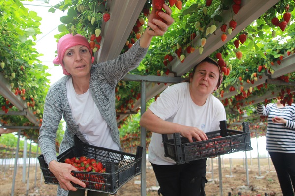 Foto - Topraksız tarım sistemiyle üretime başladılar! Yıllık kazanç hedefi 5 milyon TL 