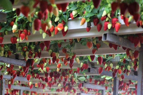 Foto - Topraksız tarım sistemiyle üretime başladılar! Yıllık kazanç hedefi 5 milyon TL 