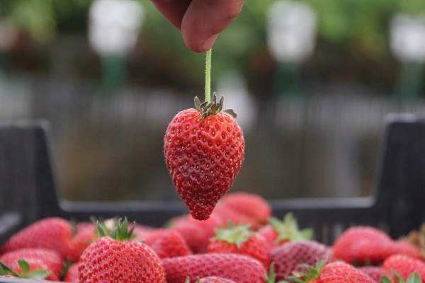 Foto - Topraksız tarım sistemiyle üretime başladılar! Yıllık kazanç hedefi 5 milyon TL 
