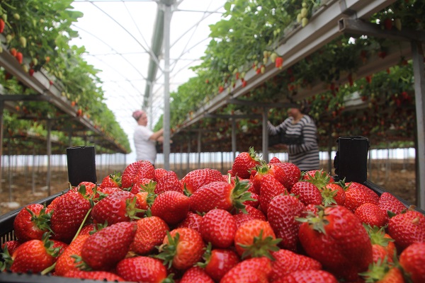 Topraksız tarım sistemiyle üretime başladılar! Yıllık kazanç hedefi 5 milyon TL 