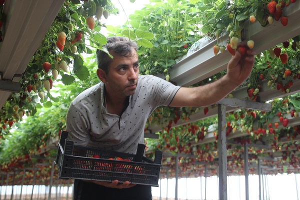 Foto - Topraksız tarım sistemiyle üretime başladılar! Yıllık kazanç hedefi 5 milyon TL 