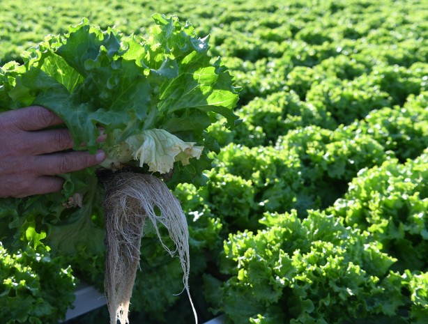 Foto - Topraksız tarım yaptı! Aldığı sonucu Türkiye'ye duyurdu