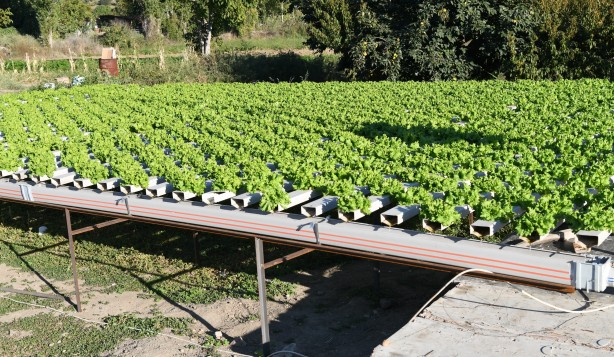 Foto - Topraksız tarım yaptı! Aldığı sonucu Türkiye'ye duyurdu