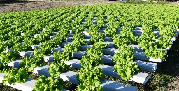 Foto - Topraksız tarım yaptı! Aldığı sonucu Türkiye'ye duyurdu