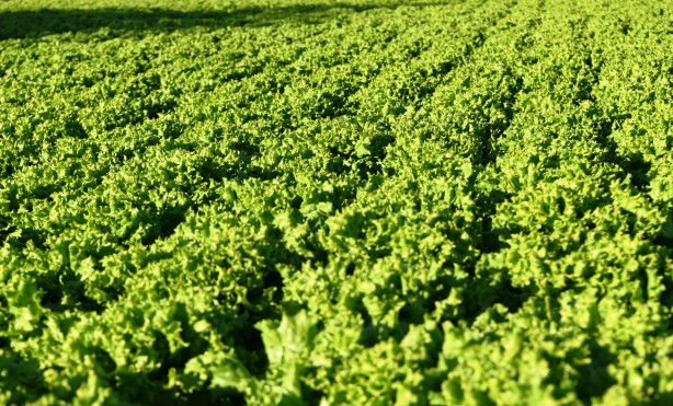 Topraksız tarım yaptı! Aldığı sonucu Türkiye'ye duyurdu