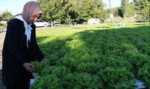 Foto - Topraksız tarım yaptı! Aldığı sonucu Türkiye'ye duyurdu