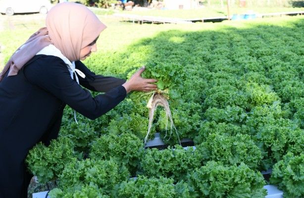 Foto - Topraksız tarım yaptı! Aldığı sonucu Türkiye'ye duyurdu