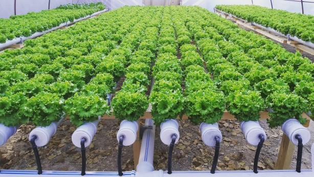 Foto - Topraksız tarıma başladı! Aldığı sonucu Türkiye'ye duyurdu... Herkes şaşkın