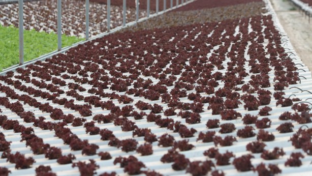 Topraksız tarıma başladı! Aldığı sonucu Türkiye'ye duyurdu... Herkes şaşkın