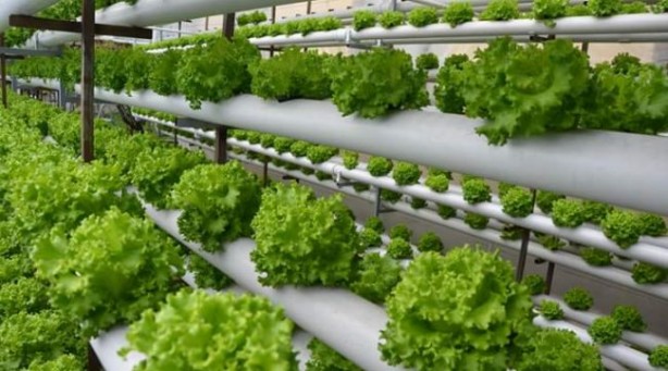 Foto - Topraksız tarıma başladı! Aldığı sonucu Türkiye'ye duyurdu... Herkes şaşkın