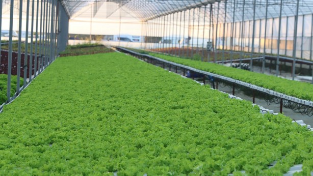 Foto - Topraksız tarıma başladı! Aldığı sonucu Türkiye'ye duyurdu... Herkes şaşkın