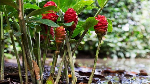 Topraktan 100'lerce minerali tek başına alan bitki! Portakaldan 20 kat fazla C vitamini içeriyor