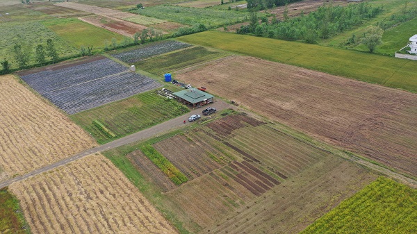 Foto - Topraktan çıkan altın! Kilosu tam 2 bin lira