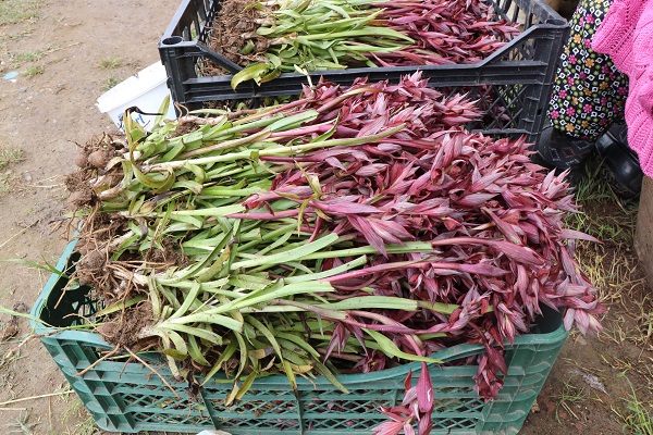 Topraktan çıkan altın! Kilosu tam 2 bin lira