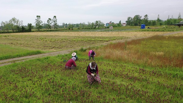Foto - Topraktan çıkan altın! Kilosu tam 2 bin lira