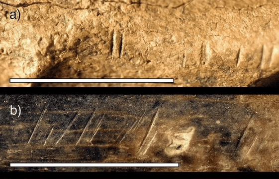 Foto - Topraktan çıkardıkları 1,5 milyon yıllık kemiğe bir kesik atıp beklediler! Ortaya çıkan manzara herkesi şok etti