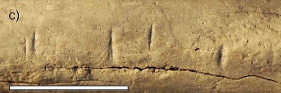 Foto - Topraktan çıkardıkları 1,5 milyon yıllık kemiğe bir kesik atıp beklediler! Ortaya çıkan manzara herkesi şok etti