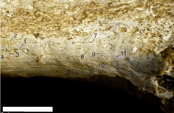 Foto - Topraktan çıkardıkları 1,5 milyon yıllık kemiğe bir kesik atıp beklediler! Ortaya çıkan manzara herkesi şok etti