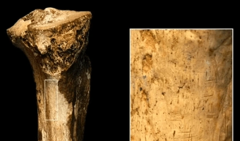 Foto - Topraktan çıkardıkları 1,5 milyon yıllık kemiğe bir kesik atıp beklediler! Ortaya çıkan manzara herkesi şok etti